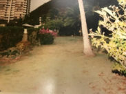 Outdoor landscape to include grass, shrubs, coconut trees with a mountain and building in the distance.