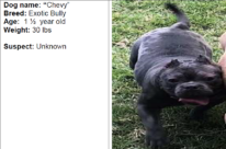CrimeStoppers News Release Cruelty to Animals Suspect Wanted. Image of a exotic bully dog named Chevy 1 1/2 years old 30 lbs